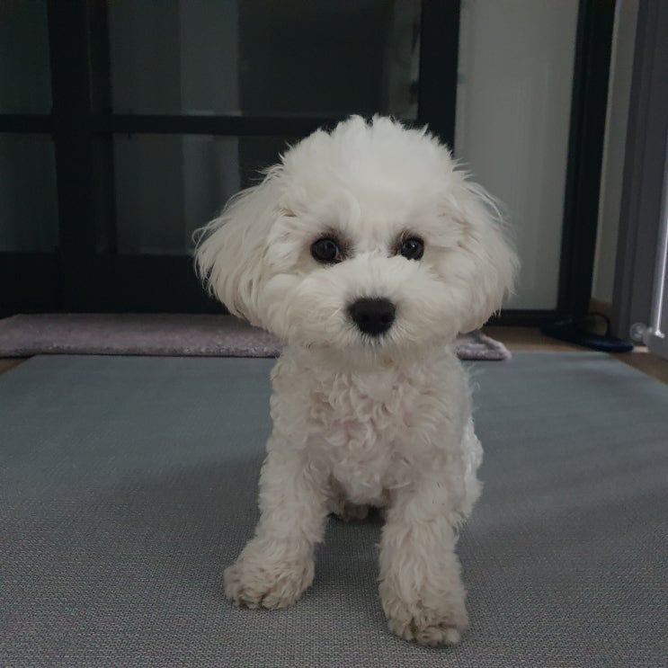  나의 강아지가 핥는 이유에 대해서 알아볼까요?!