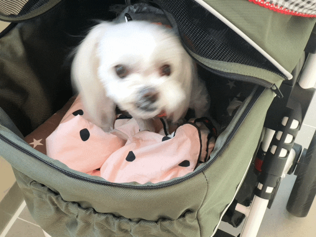  부천 애견카페 신중동 앙쥬레브펫  놀이방 댕겨왔어요~