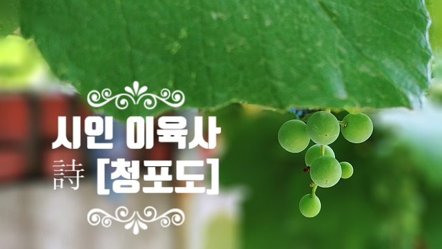  시인 이육사 詩 [청포도] 내 고장 칠월은 청포도가 익어 가는 시절