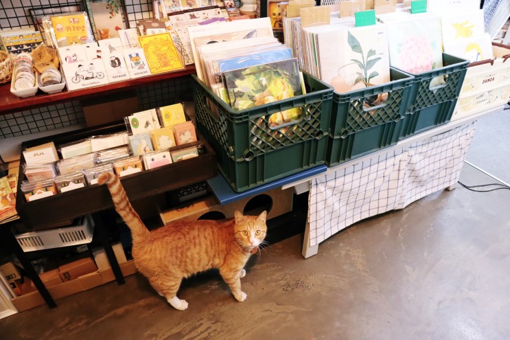 고양이 천국 '선유도 고양이 2호점', 고양이 작가님들 작품·소품으로 가득한 냥덕템을 위한 마켓