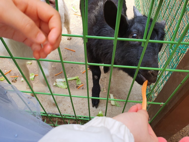  용인 동천 자연식물원 동물 먹이주기, 짚라인 체험까지