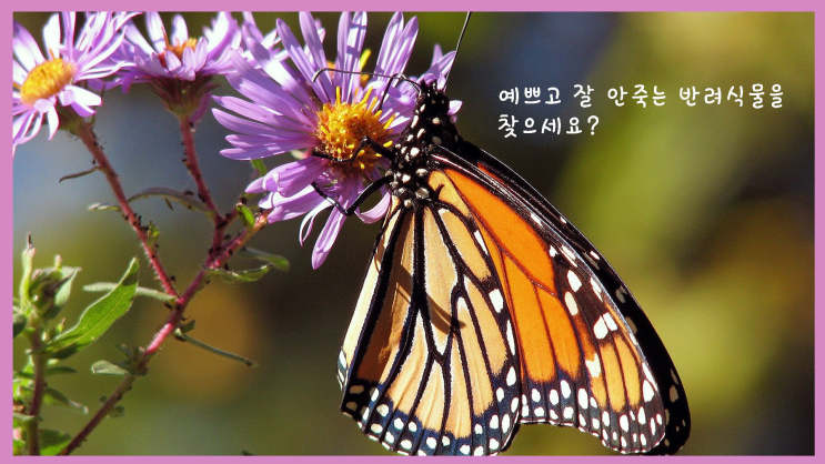  예쁘고 잘 안 죽는 식물을 찾으시나요?