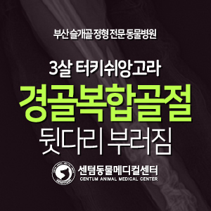  [치료 증례] 3살 / 터키쉬 앙고라 / 경골 복합 골절 (부산 수영구 고양이 수술 동물병원, 센텀동물메디컬센터)