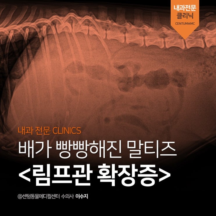  [남구동물병원] 배가 빵빵! 9살 말티즈 <림프관확장증> (강아지 저알부민혈증, 복수, 복부팽만, 센텀동물메디컬센터)