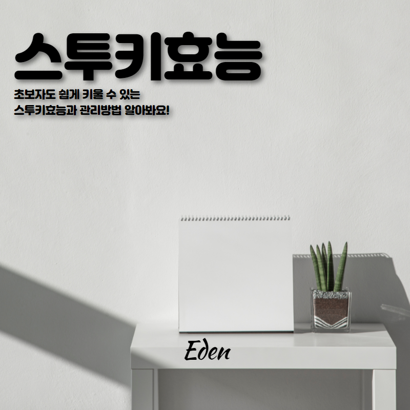 초보자도 쉽게 키울 수 있는 스투키효능과 관리방법 알아봐요!