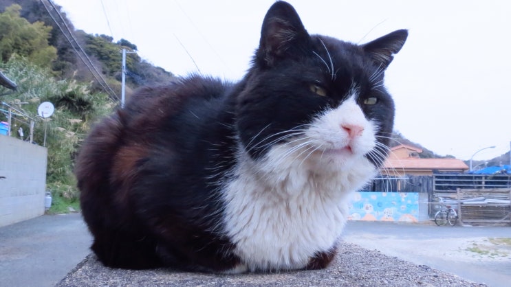 [여행 / 일본 후쿠오카] 17.03.25 고양이 천국, 아이노시마 섬 고양이편