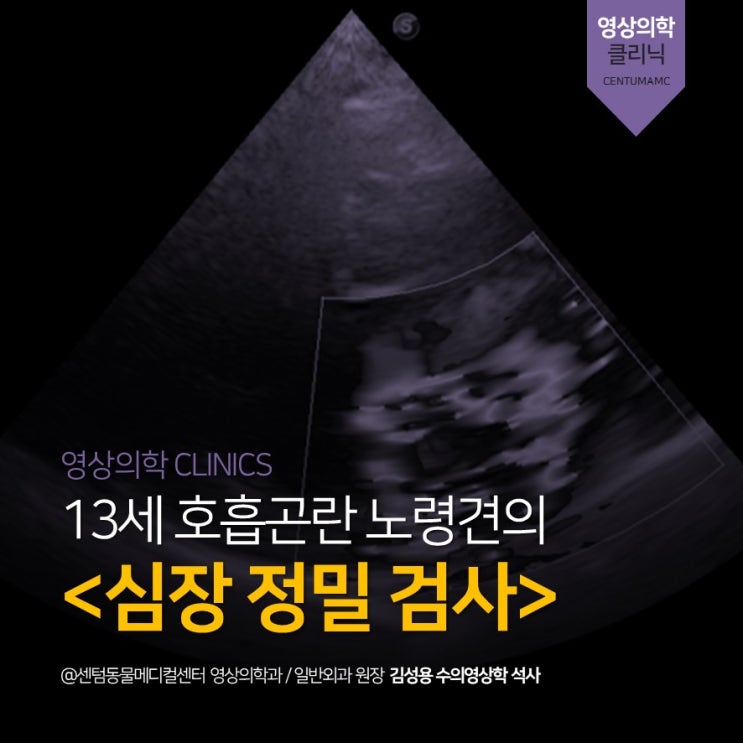  13세 호흡곤란 노령견 심장 정밀 검사 (부산 연제구 강아지 영상 동물병원, 센텀동물메디컬센터)
