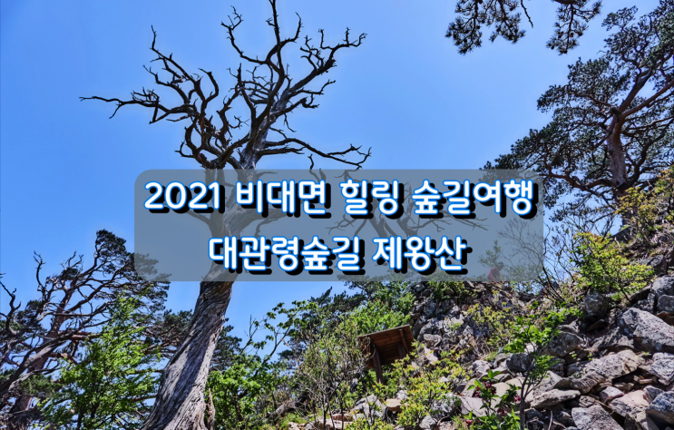 2021년 비대면 힐링 숲길여행 대관령숲길 제왕산