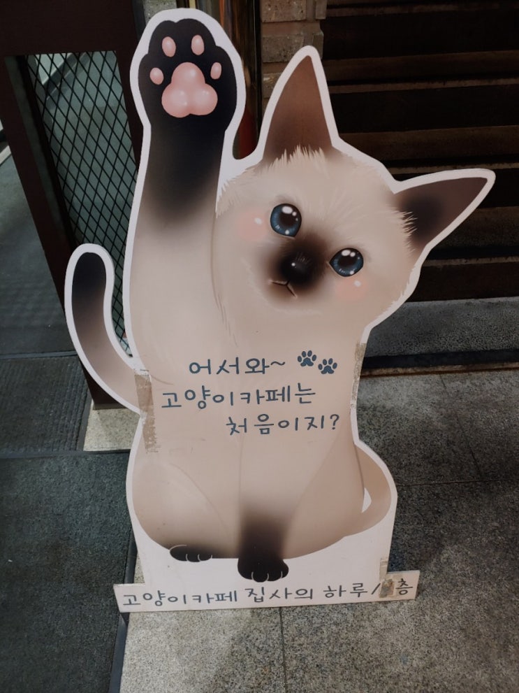 [강남역 고양이카페] 집사의 하루