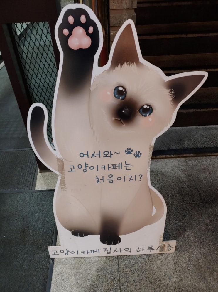  [강남역 고양이카페] 집사의 하루