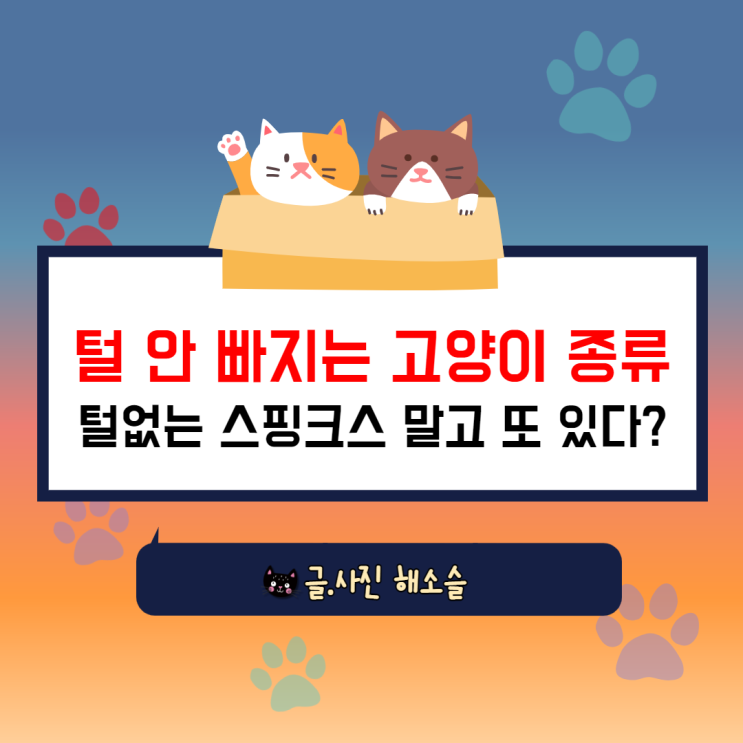  털 안 빠지는 고양이 종류, 털빠짐 없는 스핑크스고양이만 있는게 아니었다!