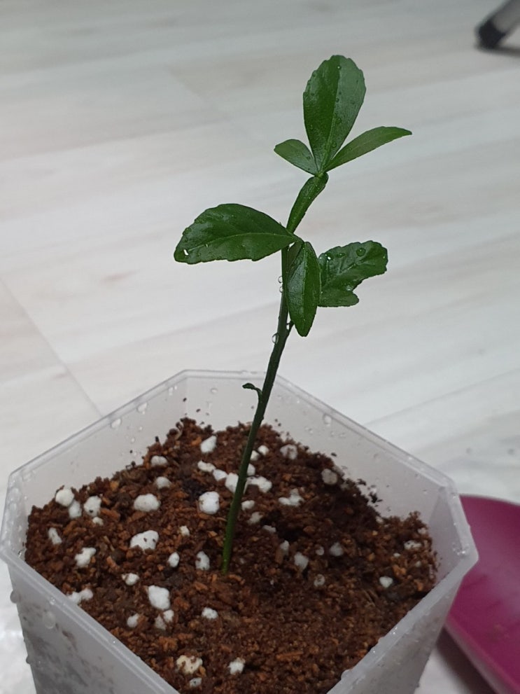 탱자나무 키우기 탱자나무 심기 How to Grow Trifoliate orange tree (from SoYunP 님)