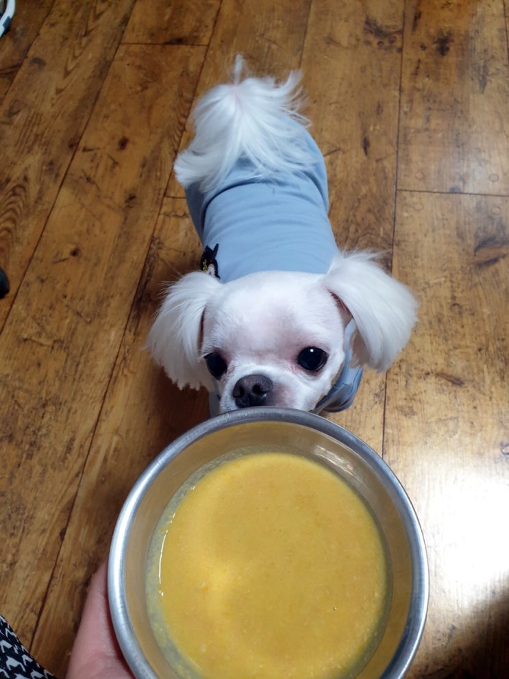  강아지보양식 닥터바이 전복오리죽 댕댕 몸보신으로 제격