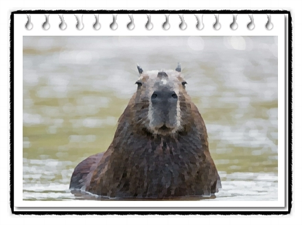  카피바라 분양가격 및 친화력은?(Capybara)
