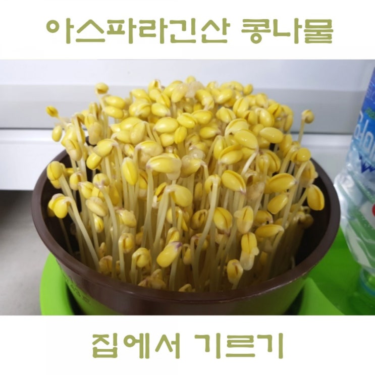  새싹재배기 콩나물 기르기, 잔뿌리는 왜 생기는 걸까