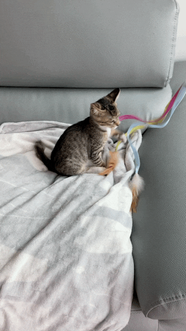  차차) 고양이 뽀시래기 시절. 차차의 성장일기