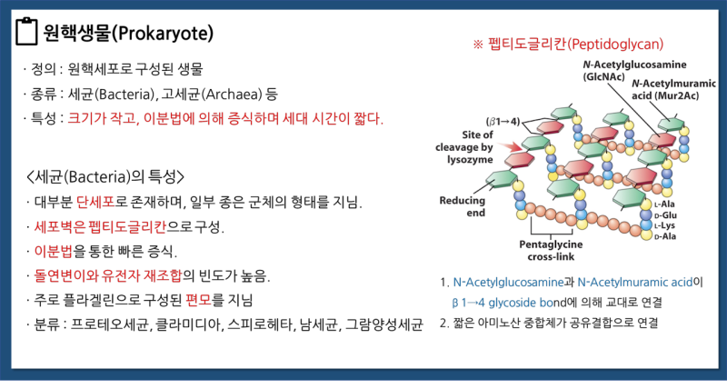 원핵생물(Prokaryote)인 세균(Bacteria)의 구조과 기능 : 네이버 블로그