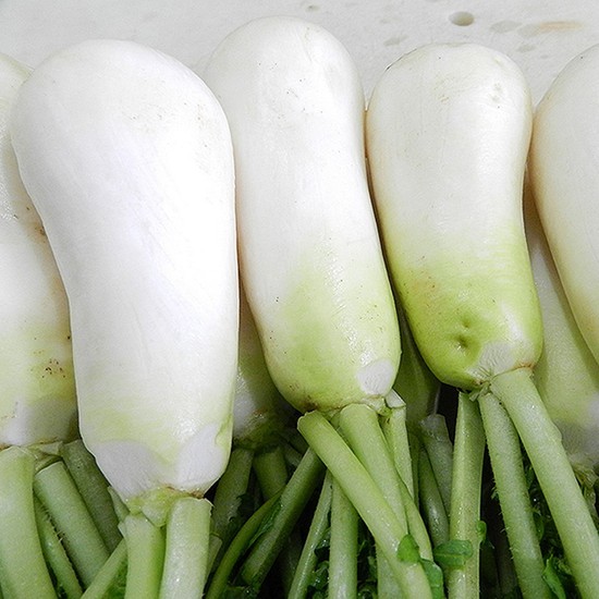 인기 많은 세척 알타리 절임 5/10kg, 01. 세척 알타리절임 5kg, 상세설명 참조 좋아요 인기 많은 세척 알타리 절임 5/10kg, 01. 세척 알타리절임 5kg, 상세설명 참조 좋아요