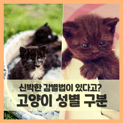  새끼고양이 암수구별법 (f. 신박한 성별 구분 방법이 있다고?)