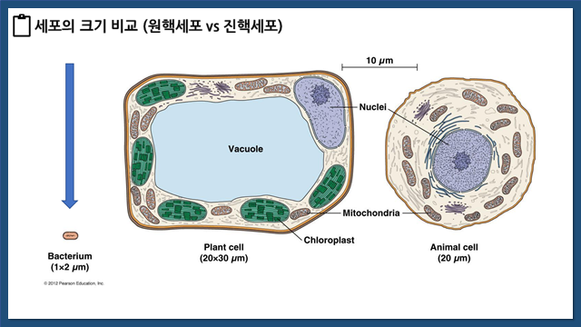 원핵세포와 진핵세포의 비교 : 네이버 블로그