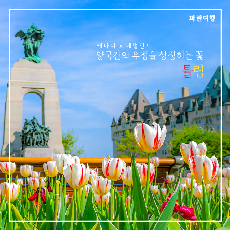 캐나다 오타와 튤립축제 / 토론토 봄여행 / Ottawa Tulip Festival 2021 / Virtual Tour