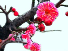 봄  꽃 피는 날   -용 혜원