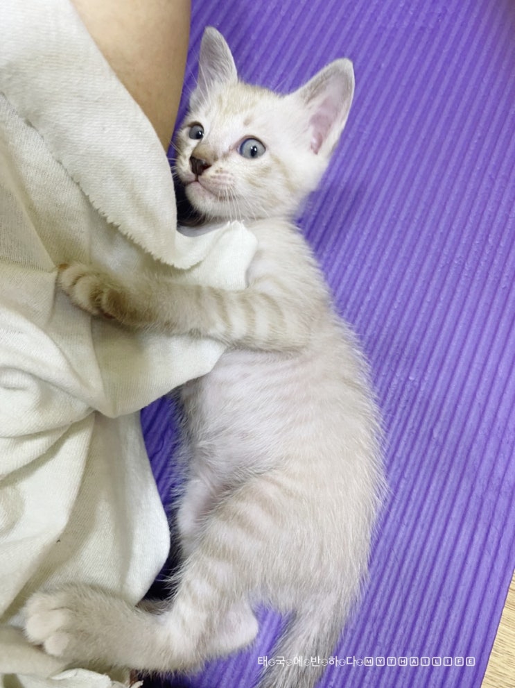  초보집사<태국에서 고양이 키우기>새끼고양이 입양