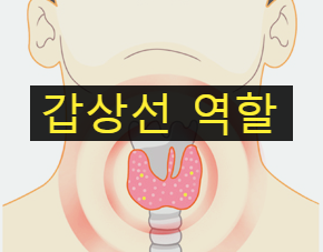  갑상선기능저하증 증상 및 갑상선기능항진증 증상/검사/원인/음식?