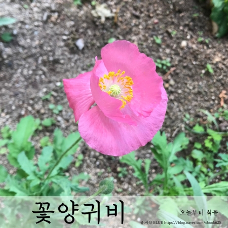  첫 꽃을 피운 꽃양귀비, 파종부터 개화까지