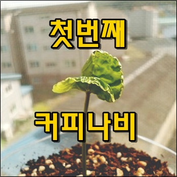 첫번째 커피씨앗에서 새싹이 올라왔습니다.