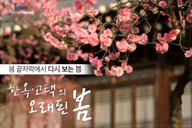 충남 가볼만한곳 한옥 고택의 오래된 봄 | 충남도청페이스북