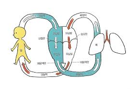 심장heart기능구조 심음종류 심전도계 체순환 폐순환 관상동맥 심장총정리요약