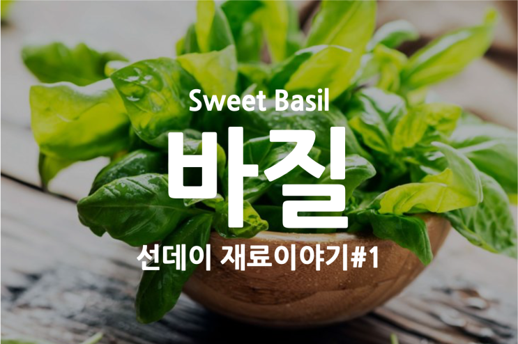  바질의 보관 관리 방법 그리고 바질 이야기