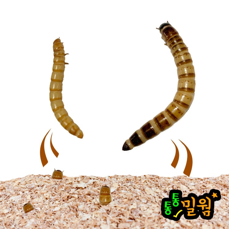요즘 인기있는 통통밀웜 싱싱하고 통통한 밀웜 2~3cm, 300마리+150마리 좋아요 요즘 인기있는 통통밀웜 싱싱하고 통통한 밀웜 2~3cm, 300마리+150마리 좋아요