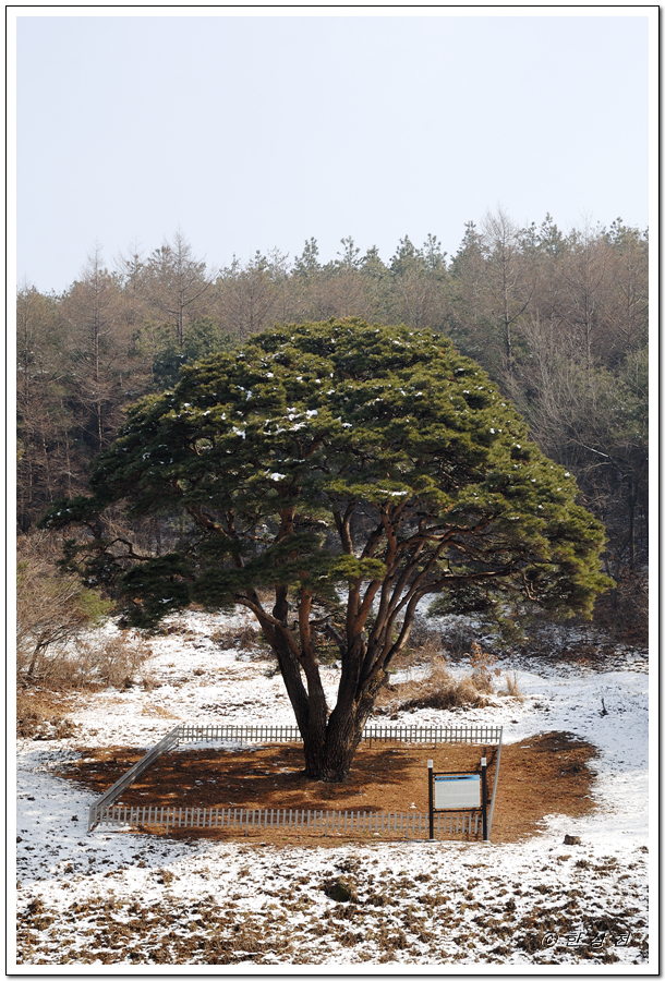  충청남도 기념물 제158호 부여 수신리 반송
