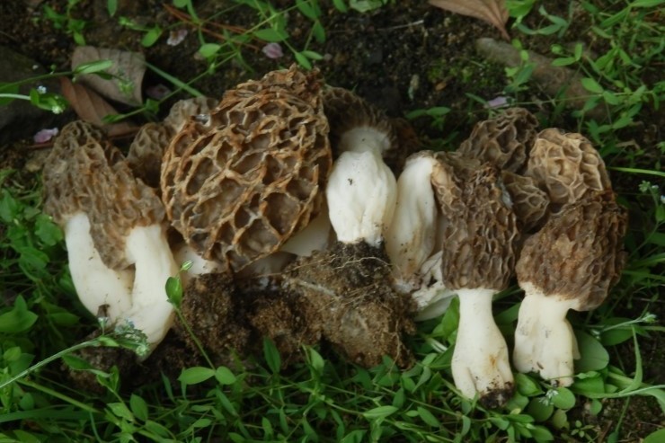 식용버섯인 곰보버섯과 독버섯인 마귀곰보버섯 : 네이버 블로그