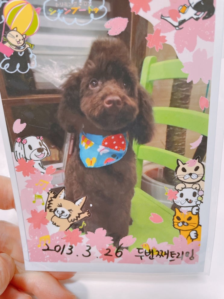  강아지•애견미용/토이푸들 특징,사이즈,성격,털색 변화,털빠짐 및 털관리,컷 종류