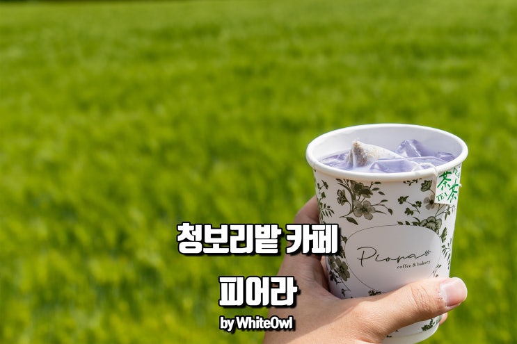  충남 당진 애견동반 카페 피어라 청보리밭이 예술이야