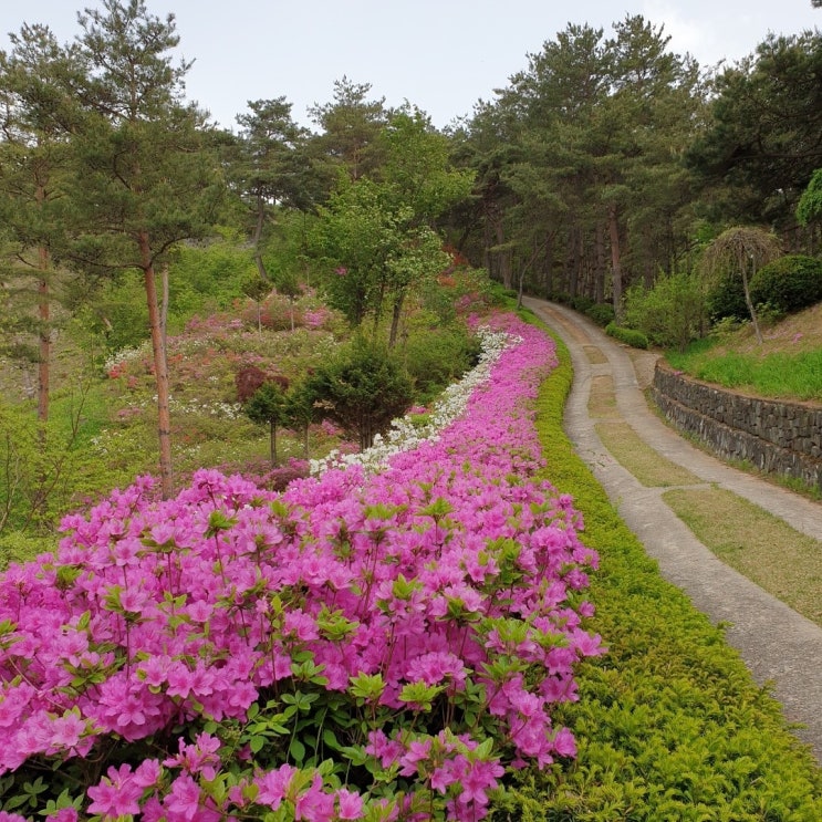 홍천척야산 문화수목원 꽃들의 향연