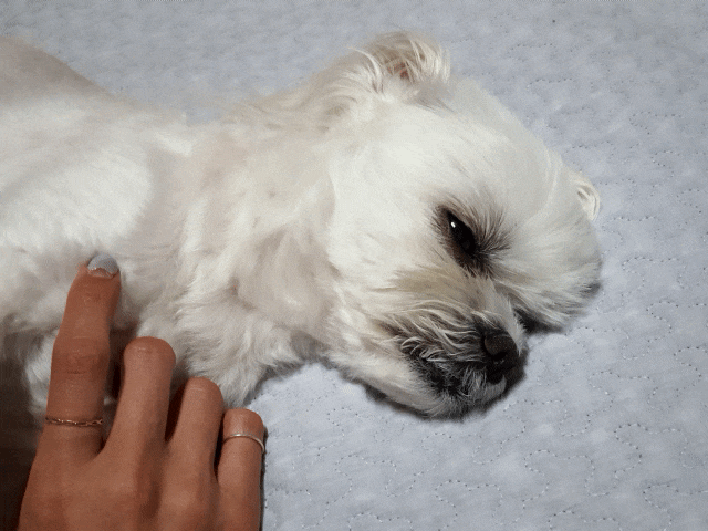  21.05.21구찌와눈누일상 주말
