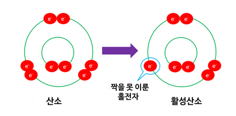  [건강/산소] 활성산소에 대한 전반적인 이해