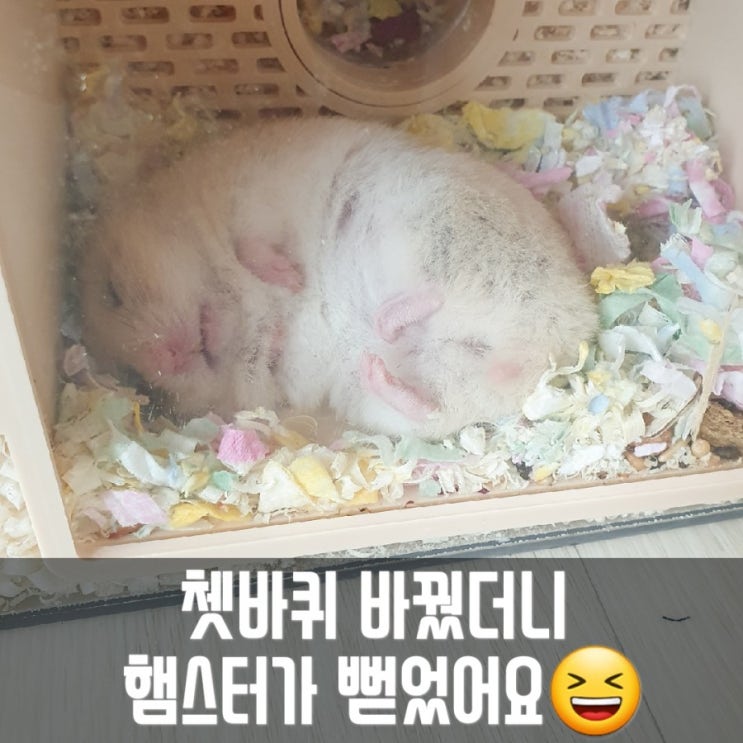  골든 햄스터용품, 쳇바퀴 엑조틱 사일런트 러너 와일드휠 자석개조!  바꿨더니 다음날..