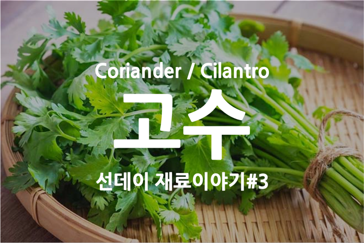  Coriander, Cilantro, 코리안더 고수 효능 및 코리안더 관리 방법
