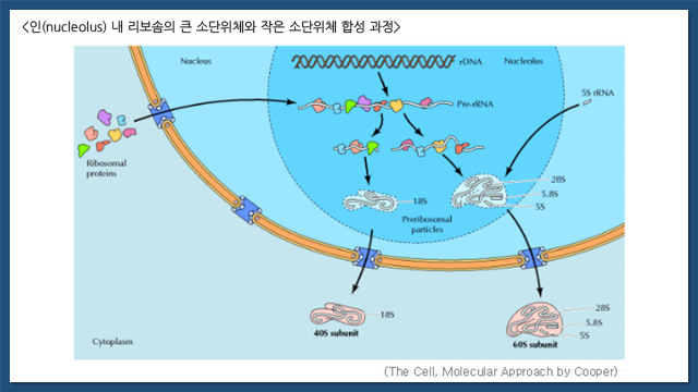 진핵세포의 구조와 기능 (총 정리) : 네이버 블로그