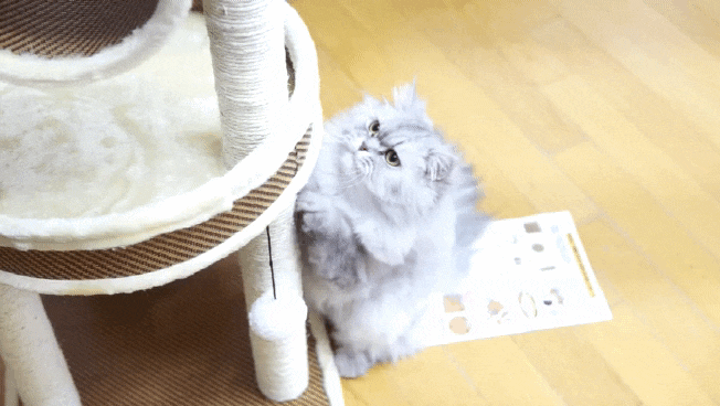  고양이 캣타워 집사 필수템! 댕냥이 놀이터 미니 캣타워~ :D