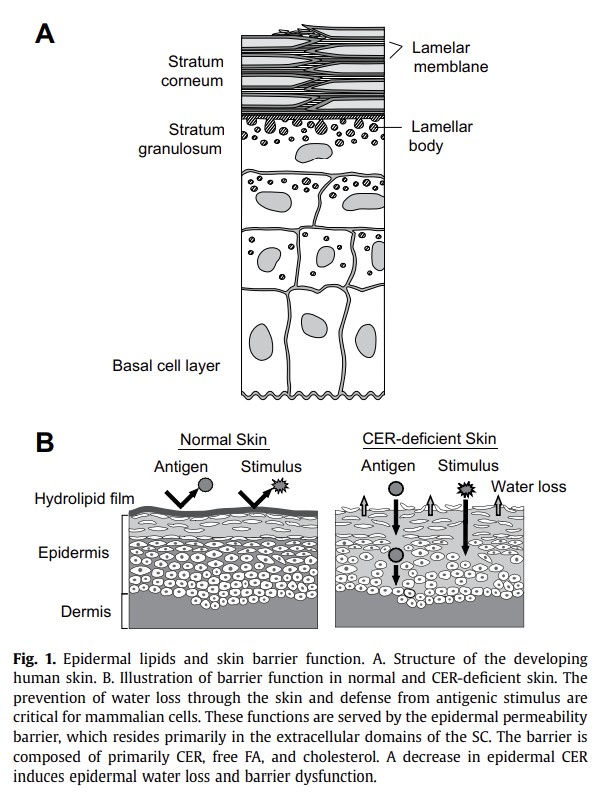 피부 장벽(스킨 배리어, Skin barrier)의 중요성과 세라마이드(Ceramide)의 기능