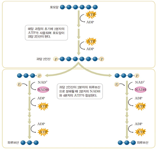 세포호흡 과정 1: 해당과정