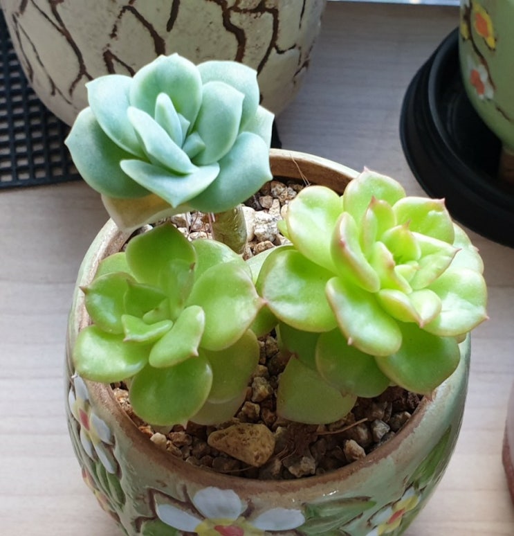  러블리로즈, 누다 다육이 키우기