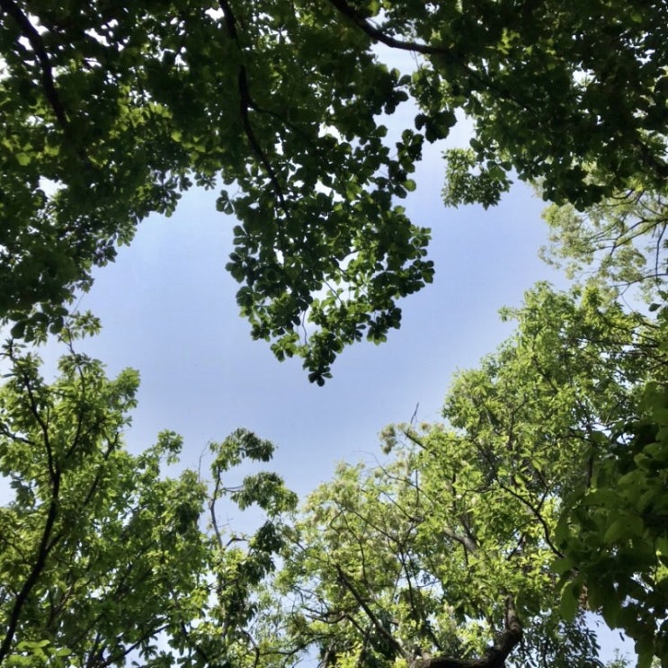 [1년 전 오늘] 천안 가볼만한곳 둥이들과 세번째 등산 천안 봉서산 산책