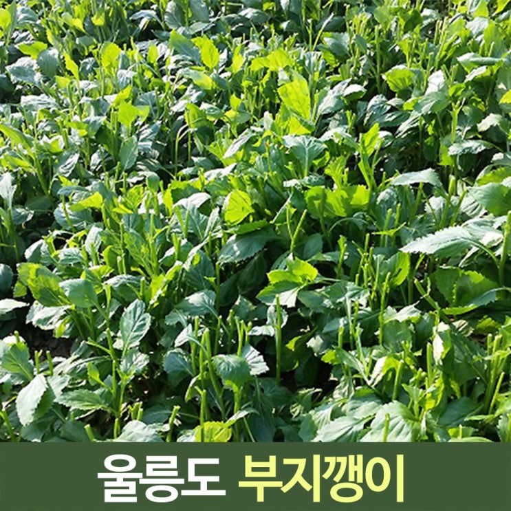 선택고민 해결 울릉도 부지깽이 나물 생채 2kg, 부지깽이생채2kg 추천해요